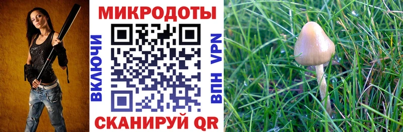 блэк спрут зеркало  как найти наркотики  Черноголовка  Галлюциногенные грибы Magic Shrooms 