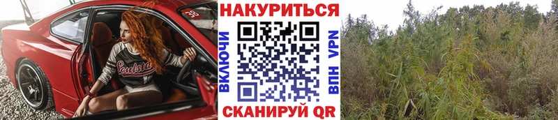 Марихуана индика  Черноголовка 